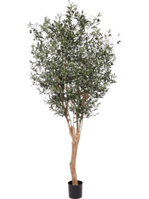 Olea Europea D 135 H 250 cm - PlantenShop24 - 22-05-2025