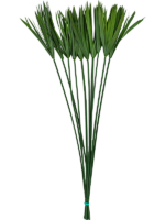 Papyrus - PlantenShop24 - 29-11-2024