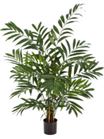 Parlour D 13 H 110 cm - PlantenShop24 - 17-10-2023