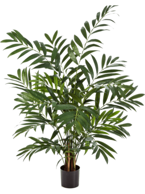 Parlour D 13 H 110 cm - PlantenShop24 - 17-10-2023
