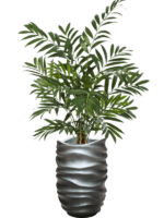 Parlour In Baq Gradient Lee D 13 H 162 cm - PlantenShop24 - 23-10-2024
