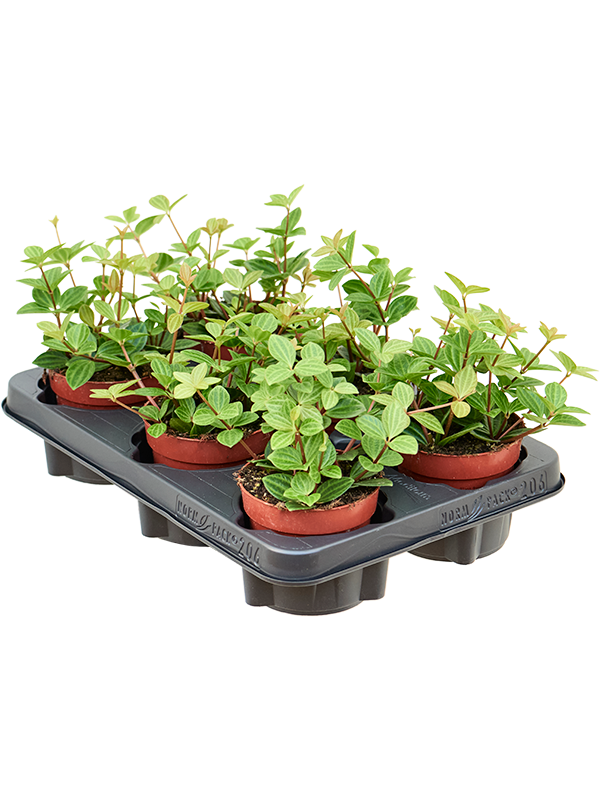 Peperomia Angulata Rocca Vivace D 11 H 15 cm - PlantenShop24 - 15-05-2025