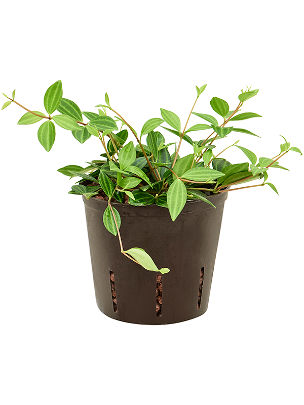 Peperomia Dahlstedtii D 13 H 20 cm - PlantenShop24 - 25-06-2025