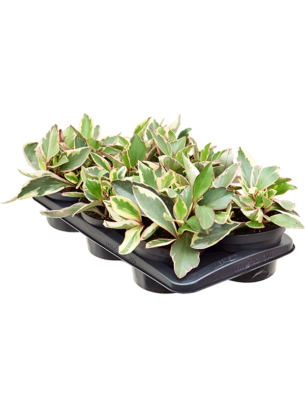 Peperomia Obtusifolia Ginny D 17 H 25 cm - PlantenShop24 - 20-03-2025