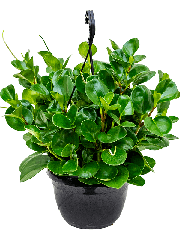 Peperomia Obtusifolia Green D 20 H 50 cm - PlantenShop24 - 16-06-2025