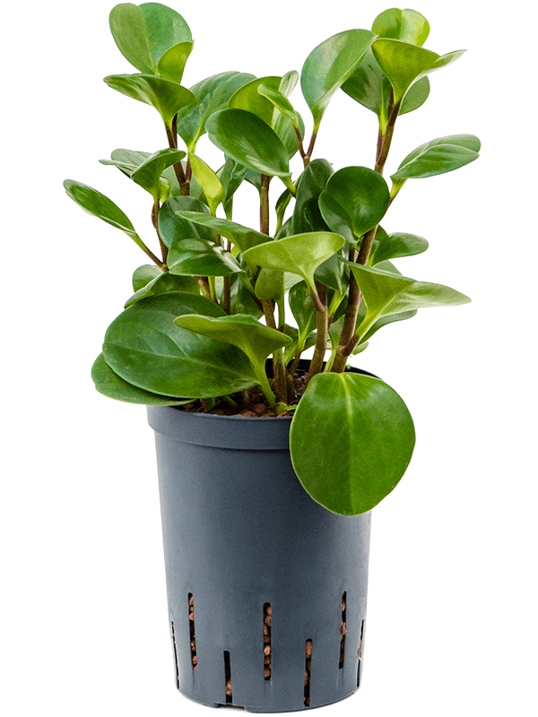 Peperomia Obtusifolia Green Gold D 15 H 30 cm - PlantenShop24 - 09-05-2025