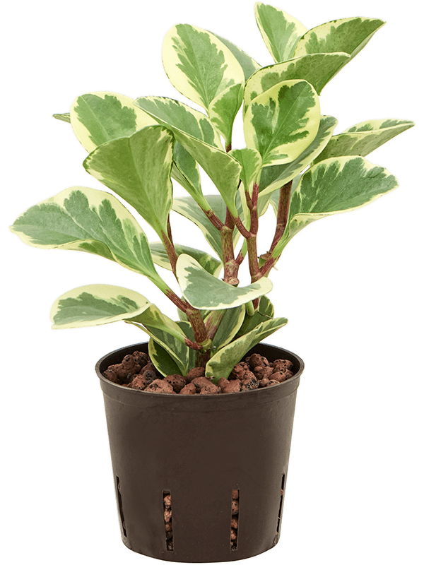 Peperomia USA D 13 H 25 cm - PlantenShop24 - 02-06-2025
