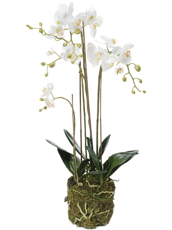 Phalaenopsis D 25 H 80 cm - PlantenShop24 - 01-05-2025