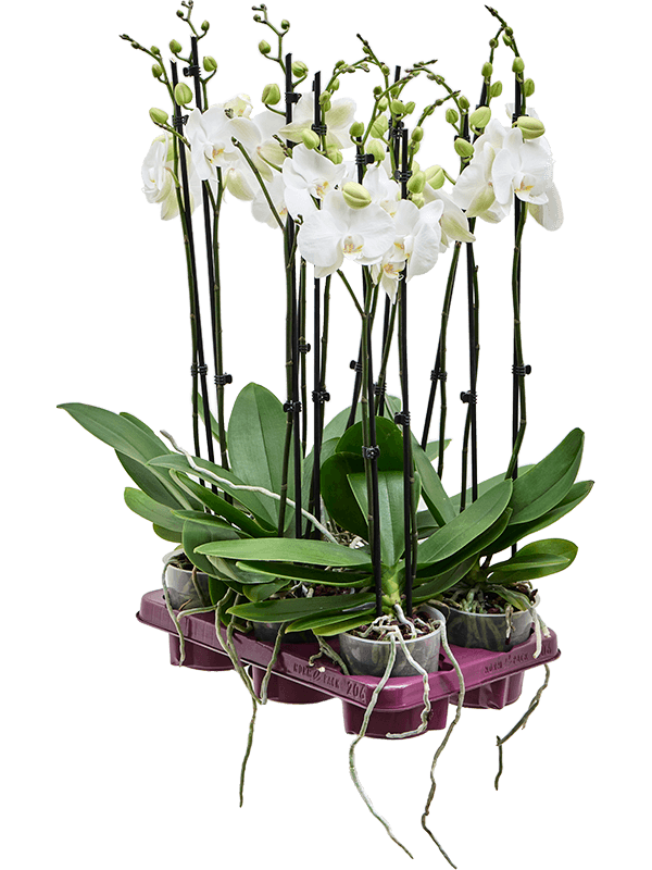 Phalaenopsis Krystina D 12 H 65 cm - PlantenShop24 - 04-07-2025