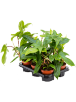 Philodendron Florida Green D 12 H 25 cm - PlantenShop24 - 03-01-2025