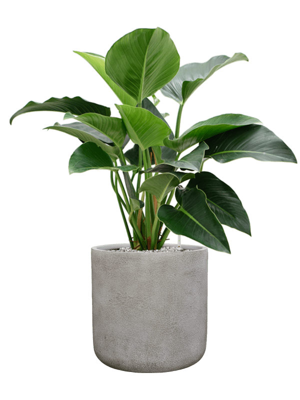 Philodendron Green Beauty In Antwerp D 27 H 99 cm - PlantenShop24 - 07-05-2025