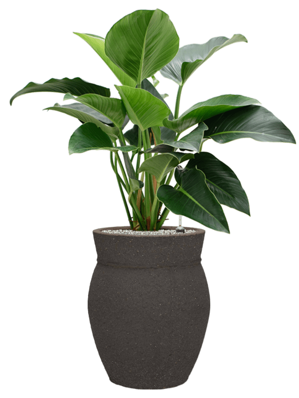Philodendron Green Beauty In Mediterranean D 27 H 109 cm - PlantenShop24 - 07-05-2025