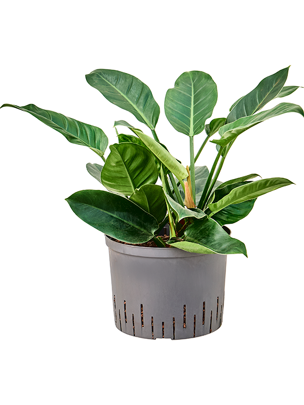 Philodendron Imperial Green D 25 H 50 cm - PlantenShop24 - 30-04-2025