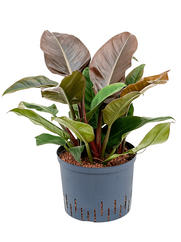 Philodendron Imperial Red D 25 H 50 cm - PlantenShop24 - 01-05-2025