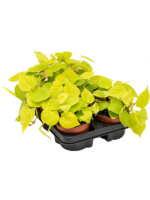 Philodendron Micans Lime D 12 H 20 cm - PlantenShop24 - 18-11-2024