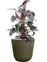Philodendron New Red In Palermo D 17 H 58 cm - PlantenShop24 - 23-10-2024