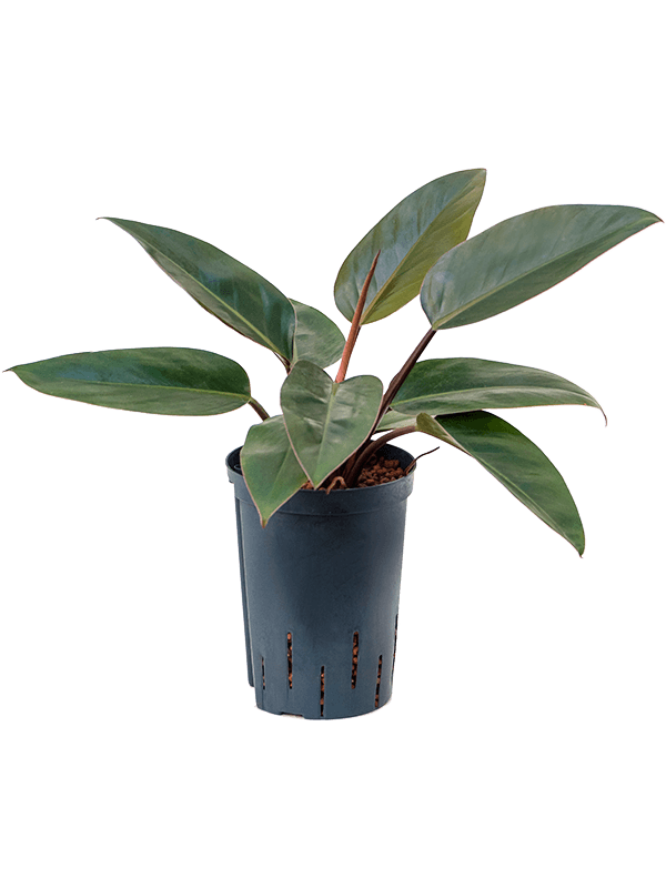Philodendron Red Congo D 15 H 45 cm - PlantenShop24 - 30-04-2025