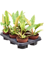 Philodendron Ring Of Fire D 12 H 25 cm - PlantenShop24 - 20-05-2025