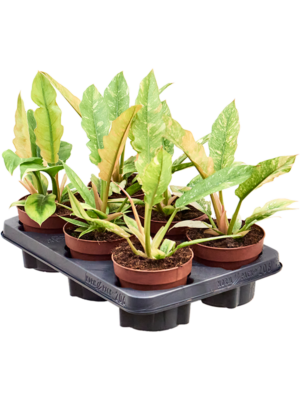Philodendron Ring Of Fire D 12 H 25 cm - PlantenShop24 - 20-05-2025