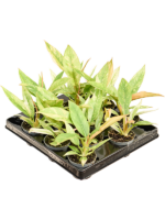 Philodendron Ring Of Fire D 6 H 10 cm - PlantenShop24 - 13-03-2025