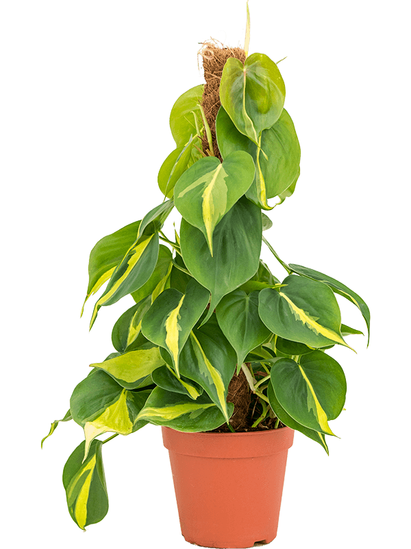 Philodendron Scandens Brasil D 15 H 50 cm - PlantenShop24 - 27-05-2025
