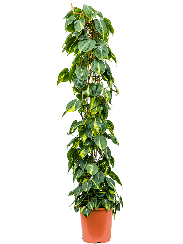 Philodendron Scandens Brasil D 27 H 150 cm - PlantenShop24 - 25-06-2025