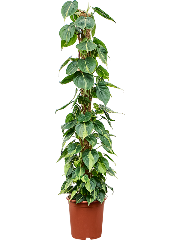 Philodendron Scandens Brasil D 27 H 150 cm - PlantenShop24 - 18-06-2025