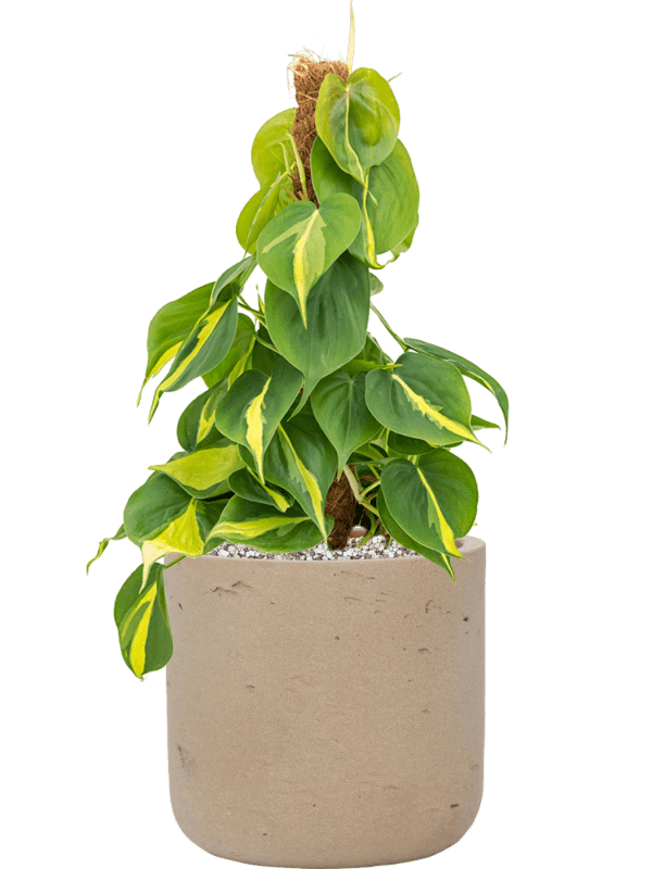 Philodendron Scandens Brasil In Rough D 15 H 46 cm - PlantenShop24 - 28-05-2025