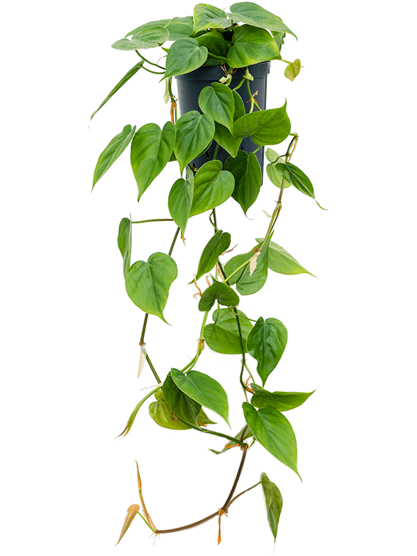 Philodendron Scandens D 15 H 30 cm - PlantenShop24 - 09-05-2025