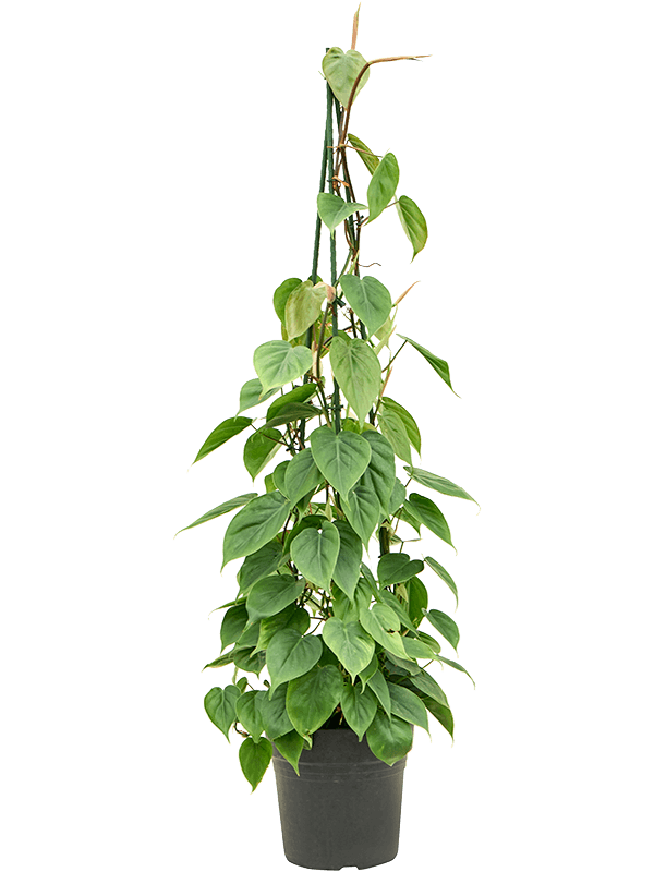 Philodendron Scandens D 24 H 120 cm - PlantenShop24 - 04-06-2025