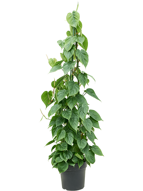 Philodendron Scandens D 27 H 150 cm - PlantenShop24 - 15-05-2025