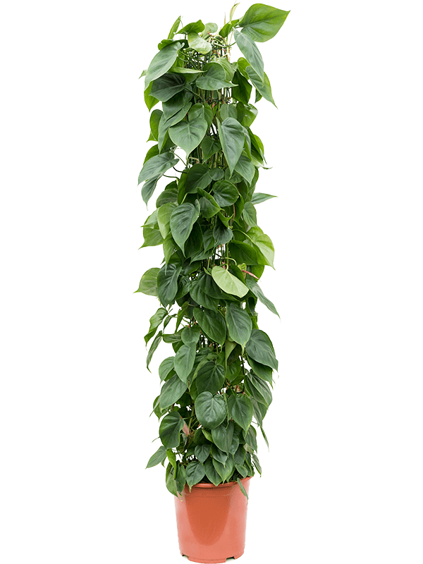 Philodendron Scandens D 27 H 160 cm - PlantenShop24 - 25-06-2025
