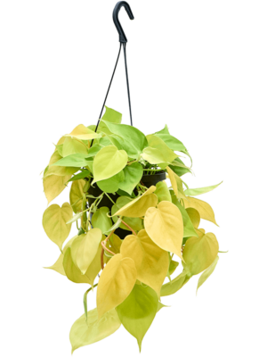 Philodendron Scandens Lemon Lime D 17 H 30 cm - PlantenShop24 - 06-05-2025