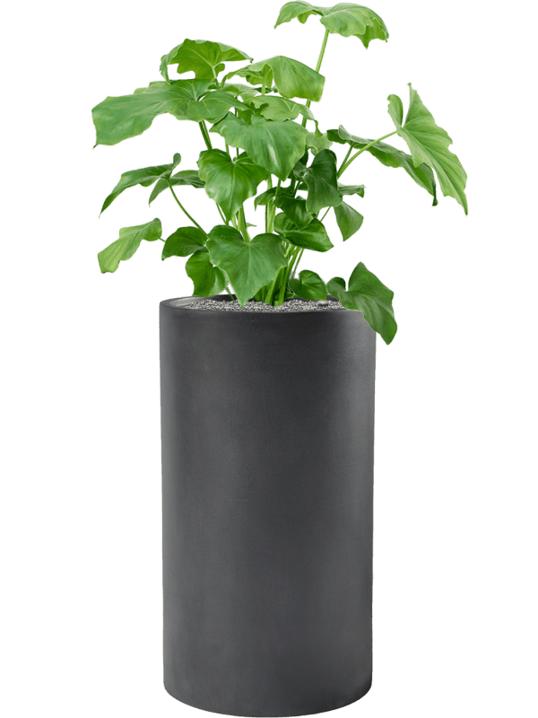 Philodendron Selloum In Baq Basic D 18 H 108 cm - PlantenShop24 - 28-04-2025