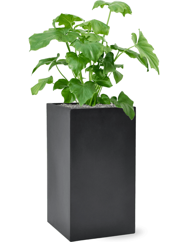 Philodendron Selloum In Baq Basic D 18 H 96 cm - PlantenShop24 - 28-04-2025