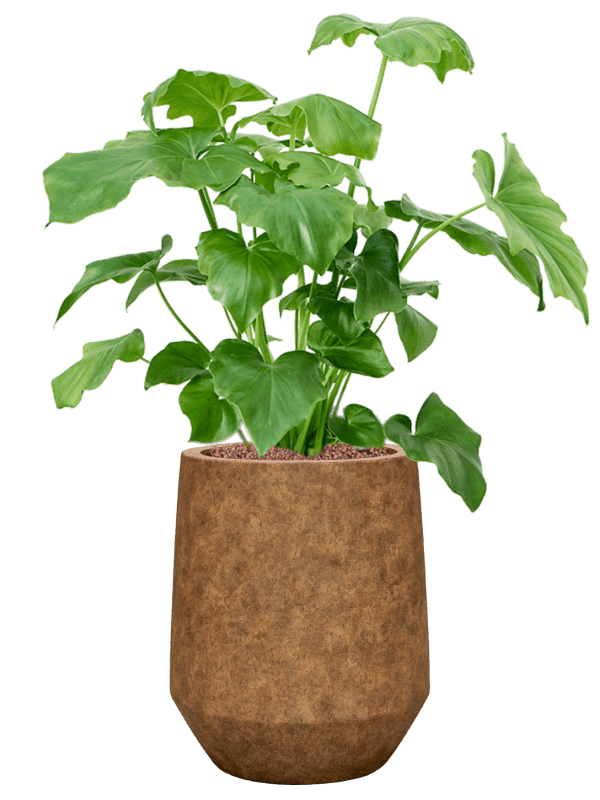 Philodendron Selloum In Mineral D 18 H 74 cm - PlantenShop24 - 28-04-2025