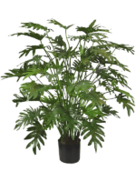 Philodendron Xanadu D 20 H 110 cm - PlantenShop24 - 22-05-2025