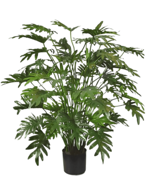 Philodendron Xanadu D 20 H 110 cm - PlantenShop24 - 22-05-2025