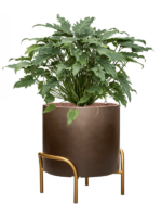 Philodendron Xanadu In Baq Gradient Elevated D 28 H 81 cm - PlantenShop24 - 23-04-2025