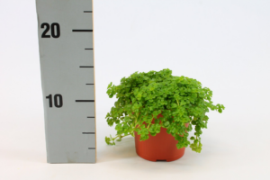 Pilea Depressa D 10 H 15 cm - PlantenShop24 - 03-01-2025