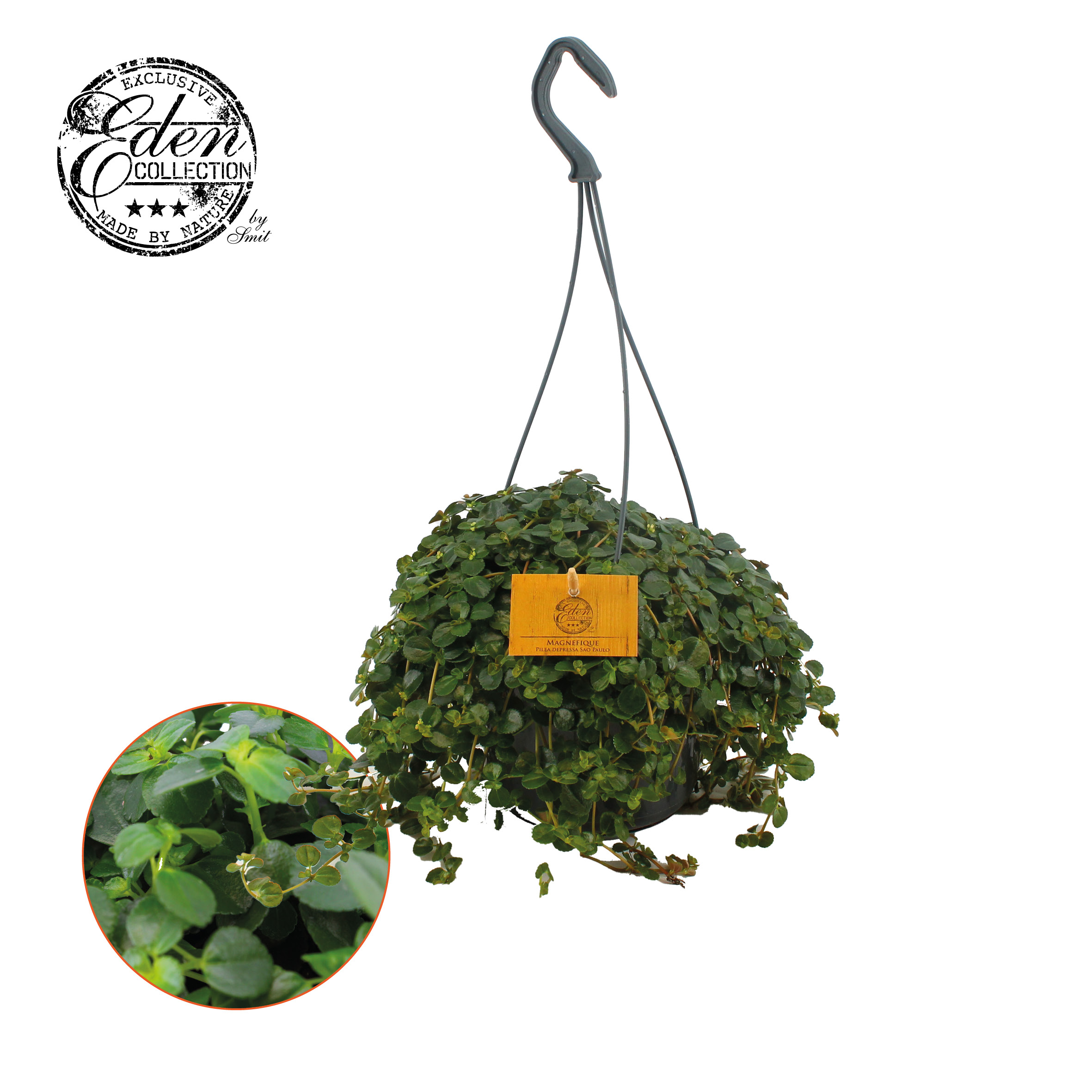 Pilea Depressa Sao Paulo D 15 H 25 cm - PlantenShop24 - 20-11-2024
