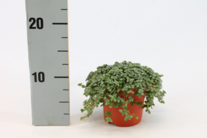 Pilea Glauca D 10 H 15 cm - PlantenShop24 - 15-01-2025