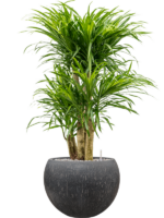 Pleomele Dracaena Anita Variegata In Baq Raindrop D 24 H 106 cm - PlantenShop24 - 16-01-2025