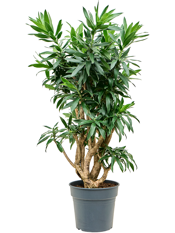 Pleomele Dracaena Reflexa D 30 H 90 cm - PlantenShop24 - 08-04-2025