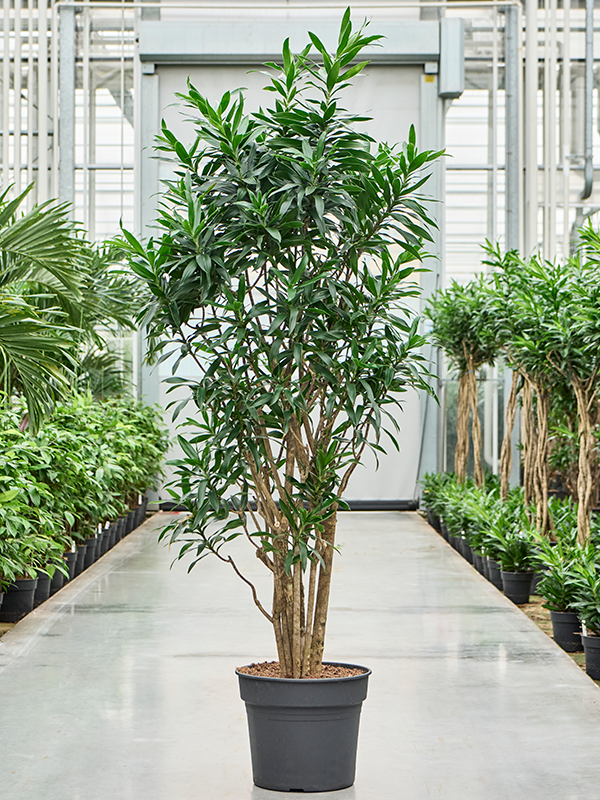 Pleomele Dracaena Reflexa D 45 H 210 cm - PlantenShop24 - 24-04-2025