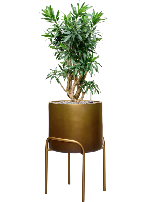 Pleomele Dracaena Reflexa In Baq Gradient Elevated D 30 H 123 cm - PlantenShop24 - 06-05-2025