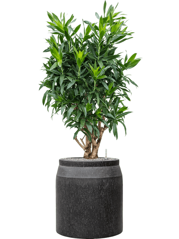 Pleomele Dracaena Reflexa In Baq Raindrop D 34 H 152 cm - PlantenShop24 - 22-04-2025