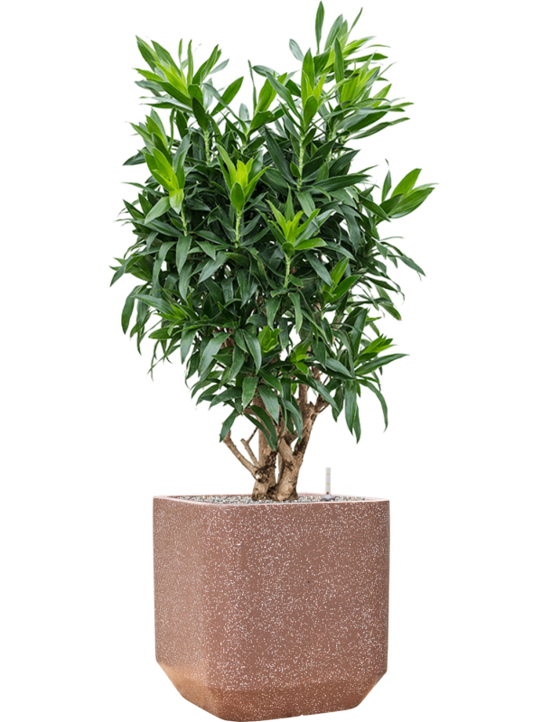 Pleomele Dracaena Reflexa In Baq Terrazzo D 34 H 145 cm - PlantenShop24 - 22-04-2025