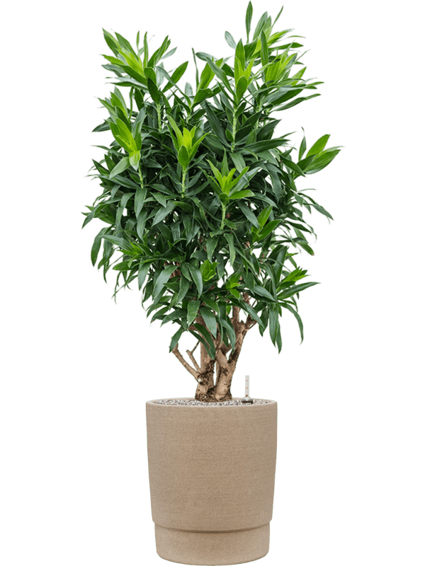 Pleomele Dracaena Reflexa In Chao D 30 H 142 cm - PlantenShop24 - 22-04-2025