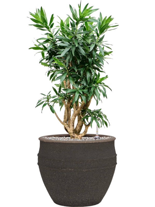 Pleomele Dracaena Reflexa In Mediterranean D 30 H 93 cm - PlantenShop24 - 06-05-2025